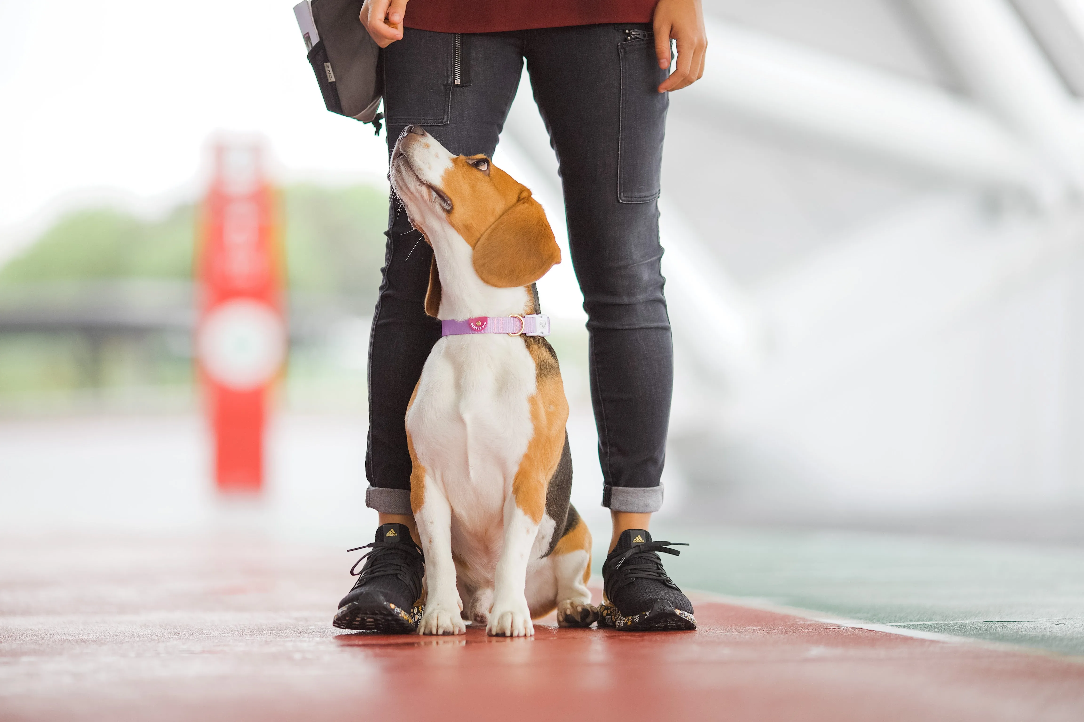 Gentle Pup - Taro Dog Collar