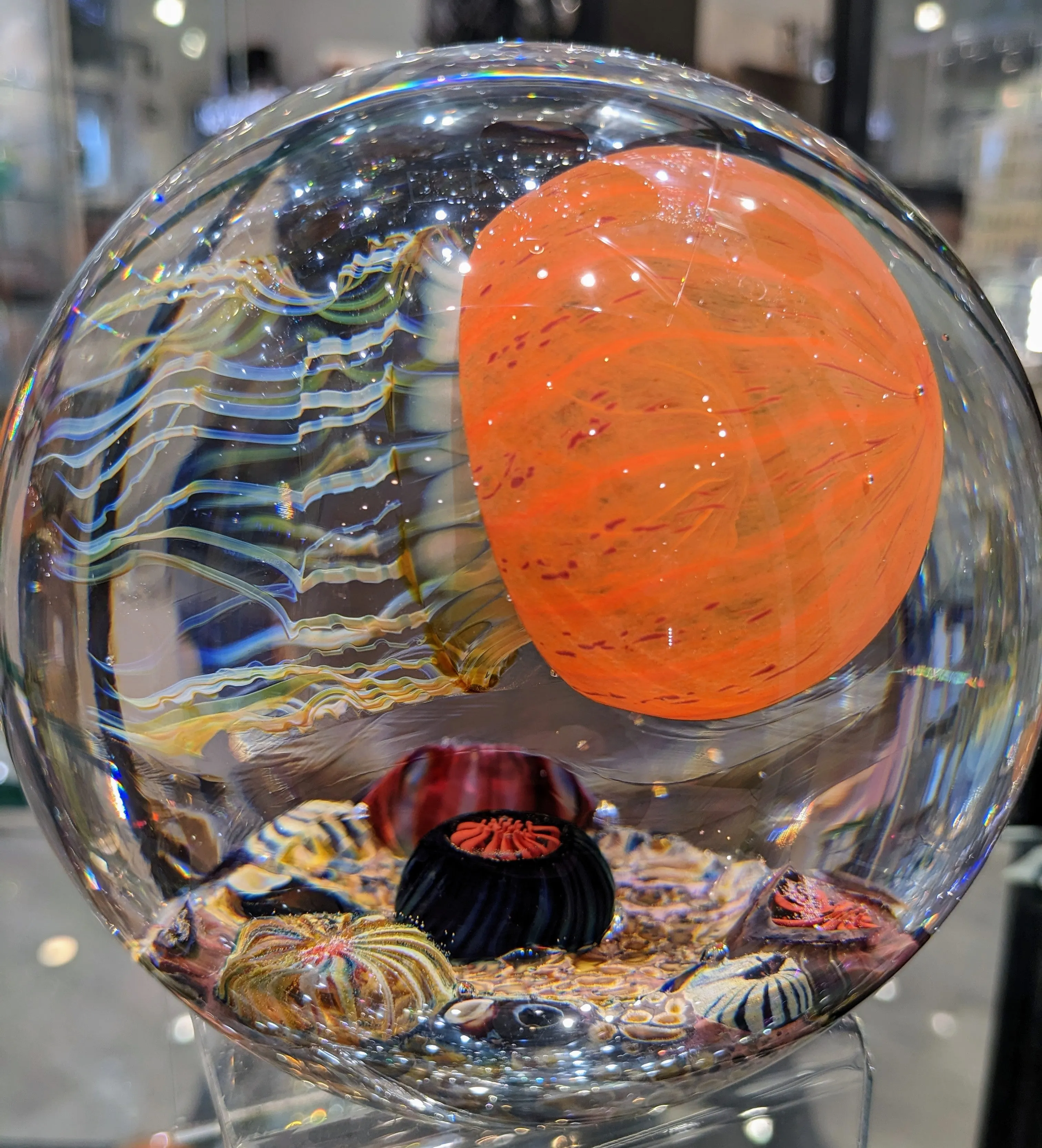 Pacific Coast SIDE SWIMMER SATAVA JELLYFISH 6"